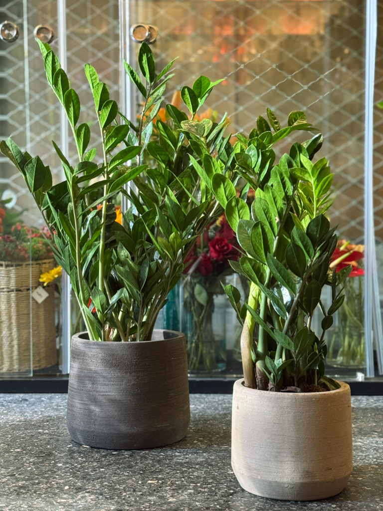 Ζάμια – Zamioculcas zamiifolia - Image 6