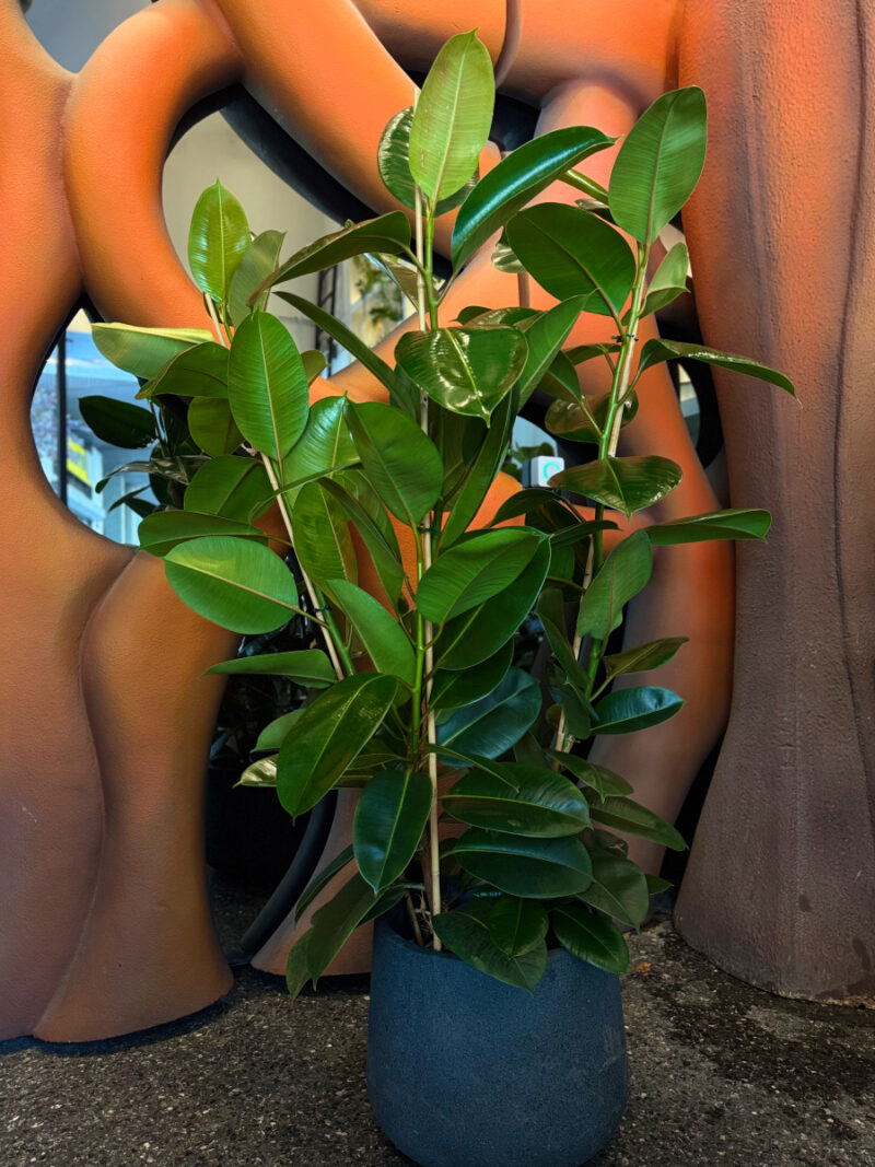 Φίκος Ελάστικα - Ficus Elastica - Image 4