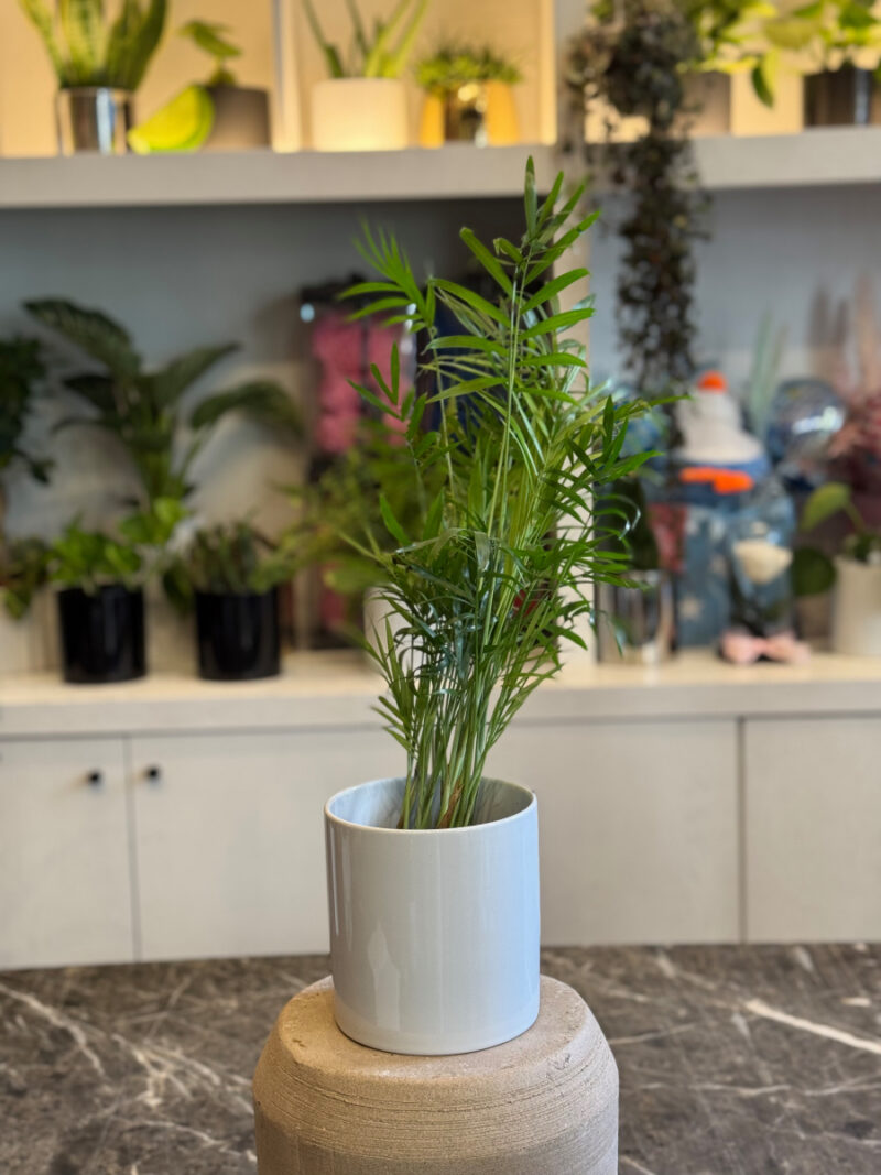 Χαμαιδωρέα - Chamaedorea Elegans - Image 3