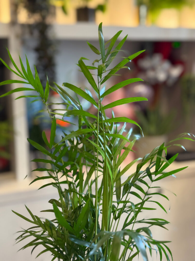 Χαμαιδωρέα - Chamaedorea Elegans - Image 4