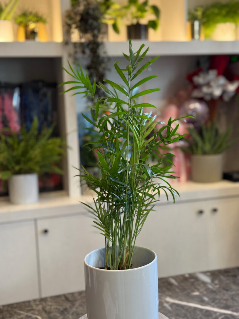Χαμαιδωρέα - Chamaedorea Elegans - Image 6