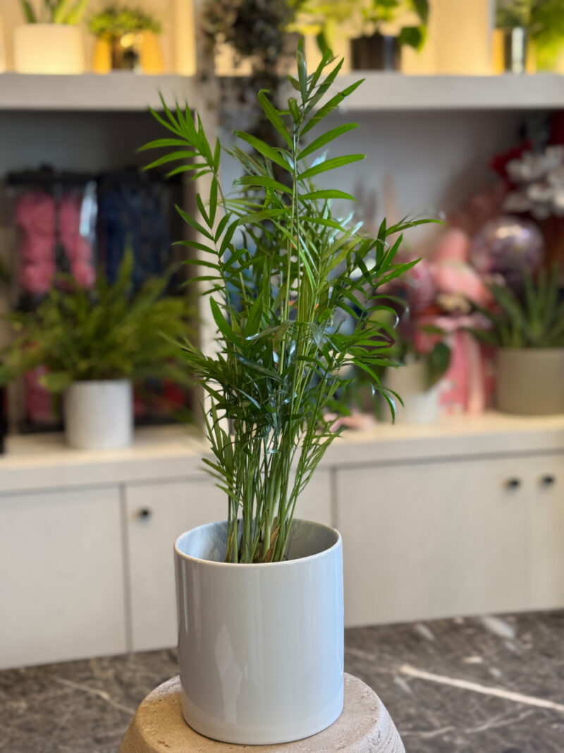 Χαμαιδωρέα - Chamaedorea Elegans - Image 7