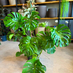 Μονστέρα - Monstera Deliciosa Swiss Cheese Plant