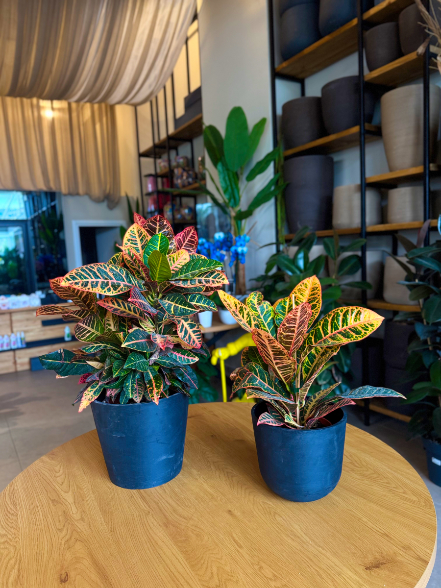 Κρότωνας – Codiaeum Variegatum - Image 2