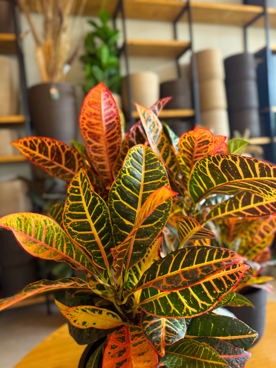 Κρότωνας – Codiaeum Variegatum - Image 12