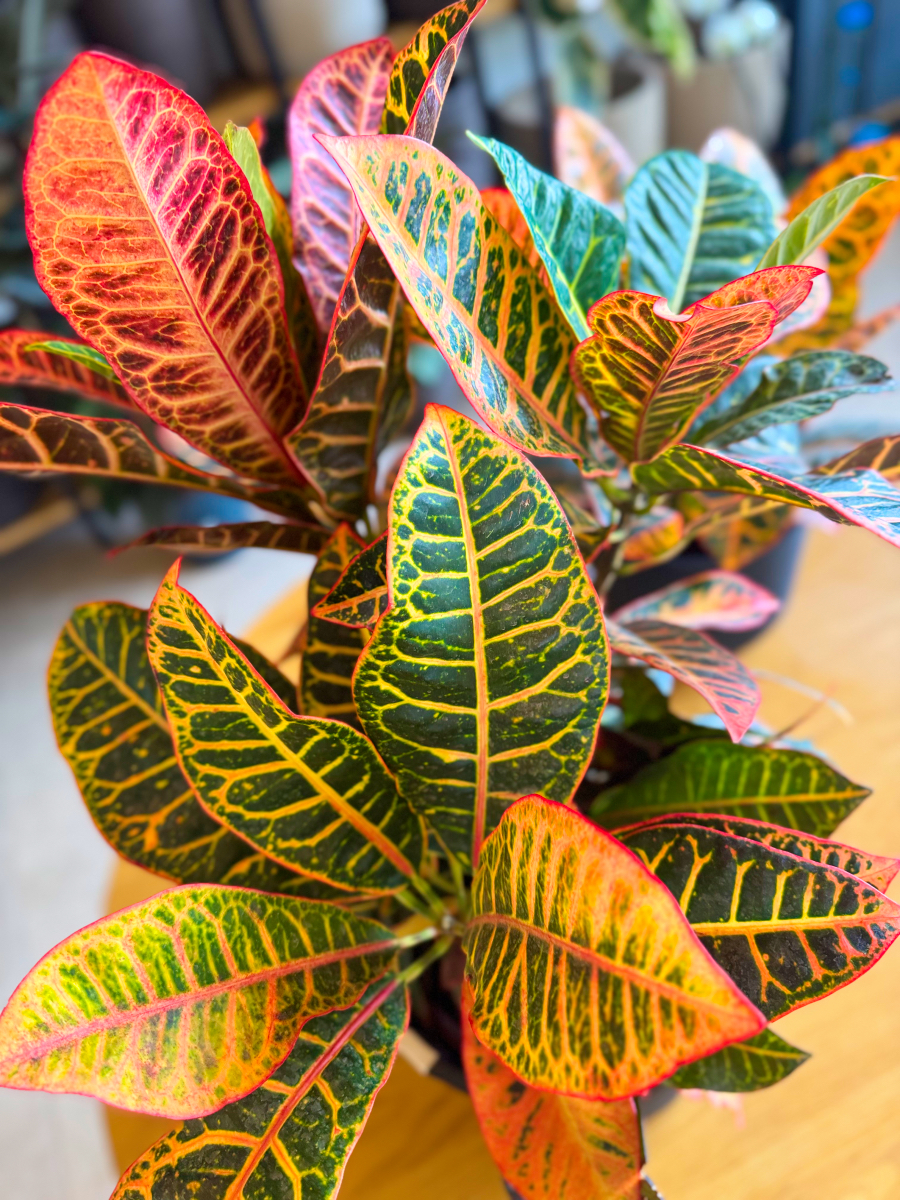 Κρότωνας – Codiaeum Variegatum - Image 11