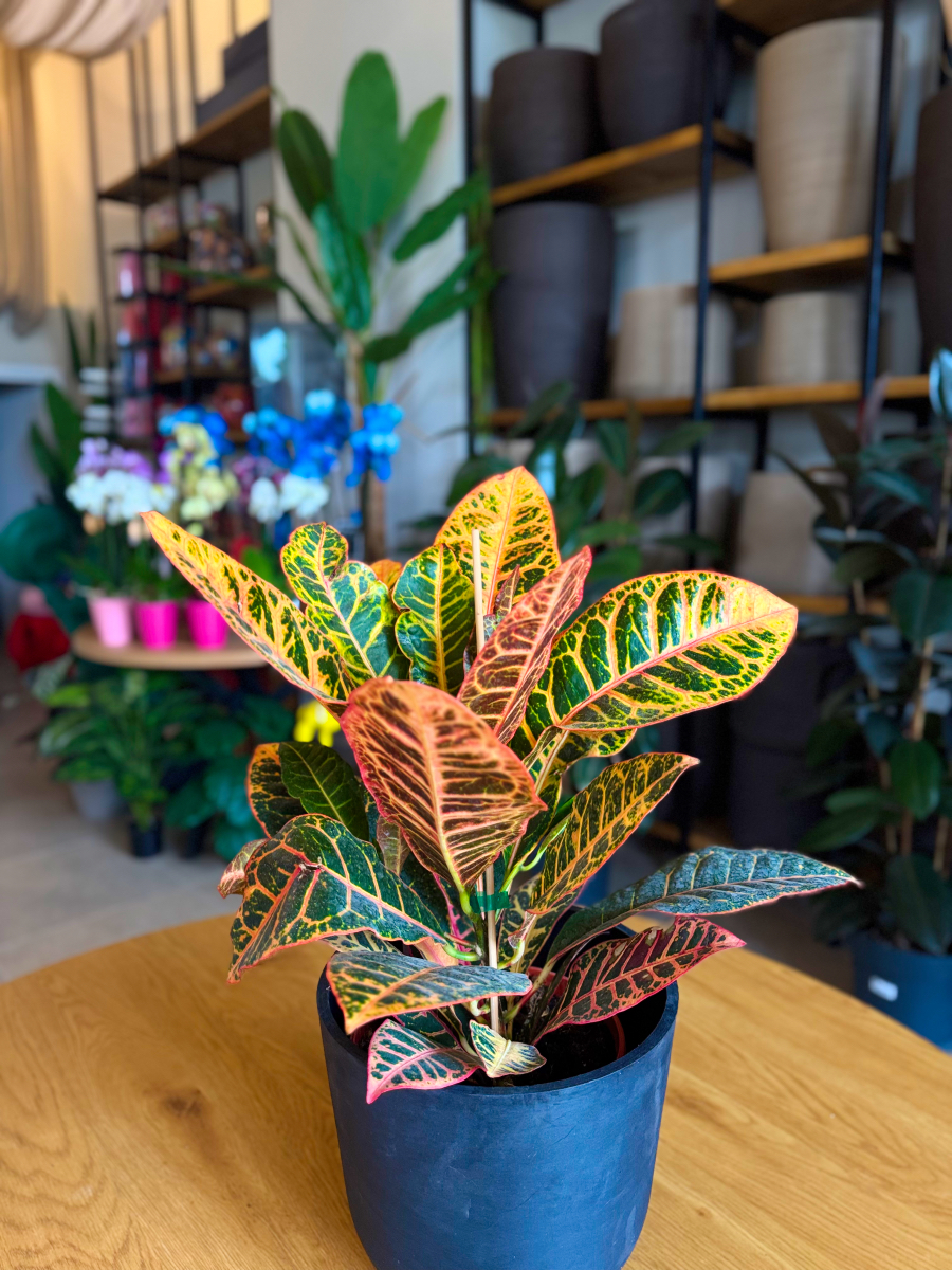 Κρότωνας – Codiaeum Variegatum - Image 10