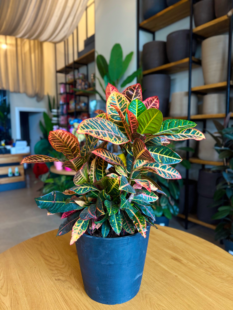 Κρότωνας – Codiaeum Variegatum - Image 8