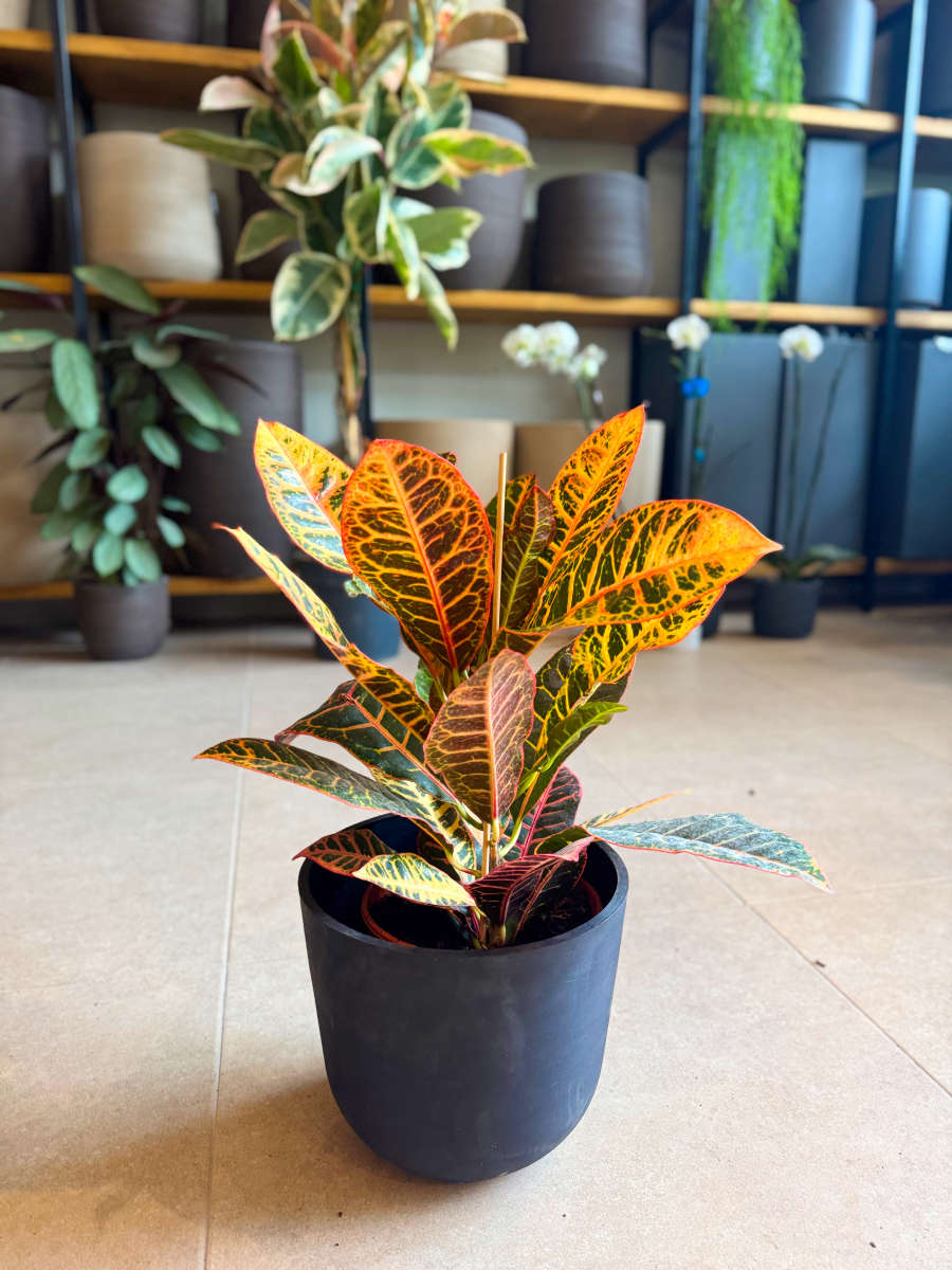 Κρότωνας – Codiaeum Variegatum - Image 6