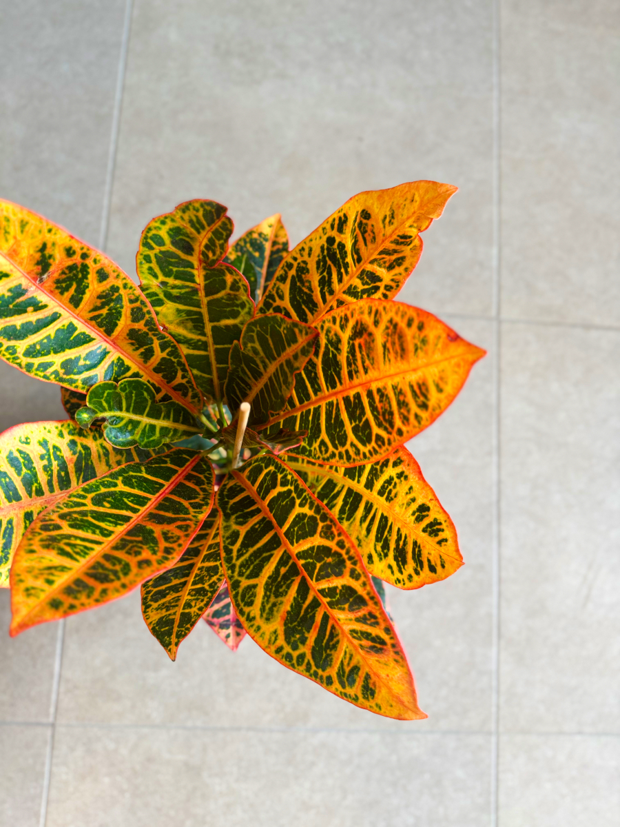 Κρότωνας – Codiaeum Variegatum - Image 7