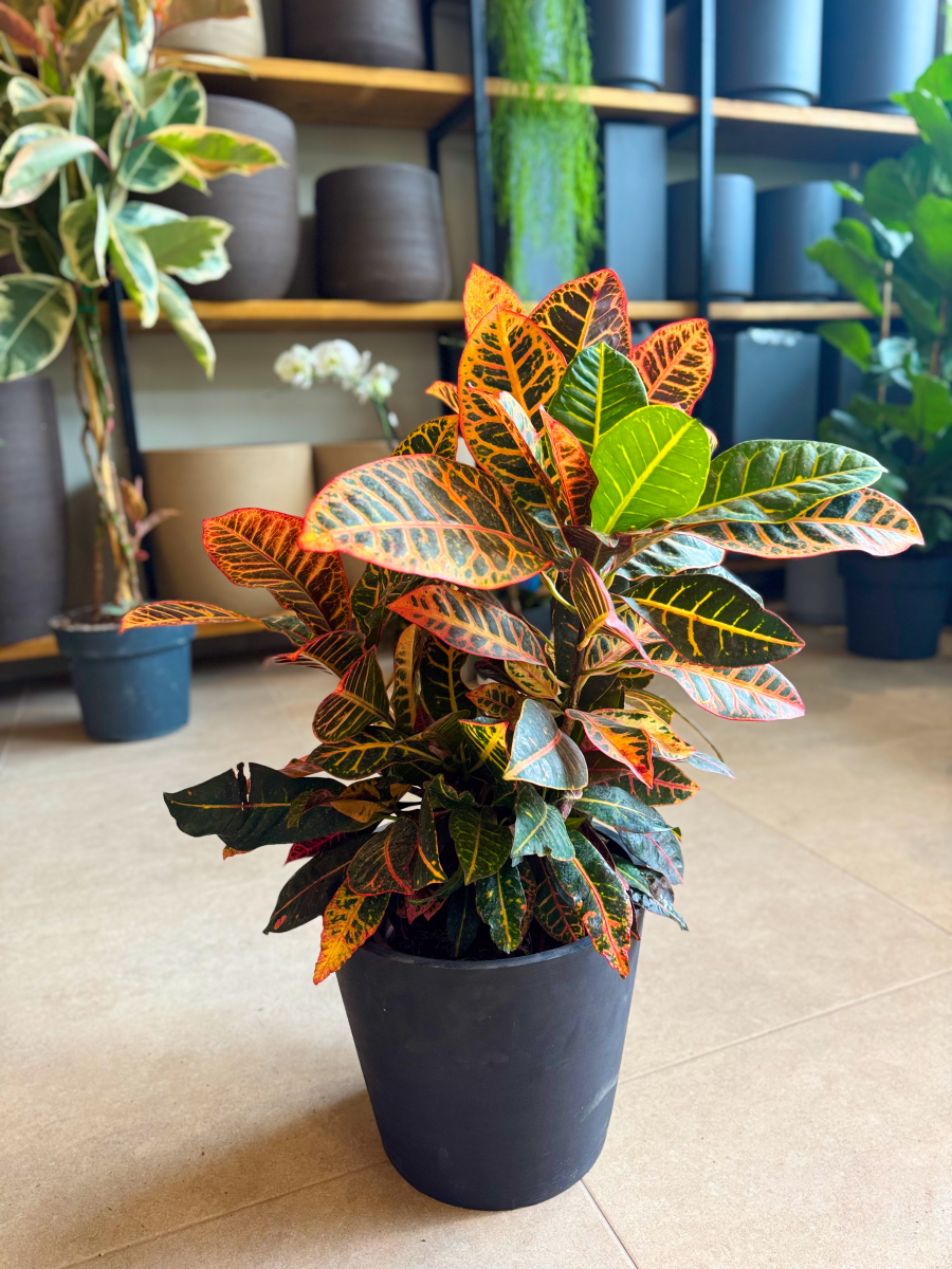 Κρότωνας – Codiaeum Variegatum - Image 5