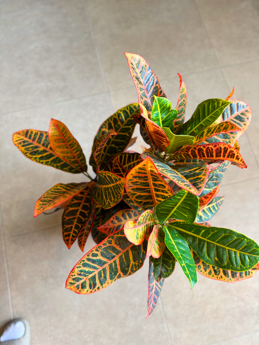 Κρότωνας – Codiaeum Variegatum - Image 9