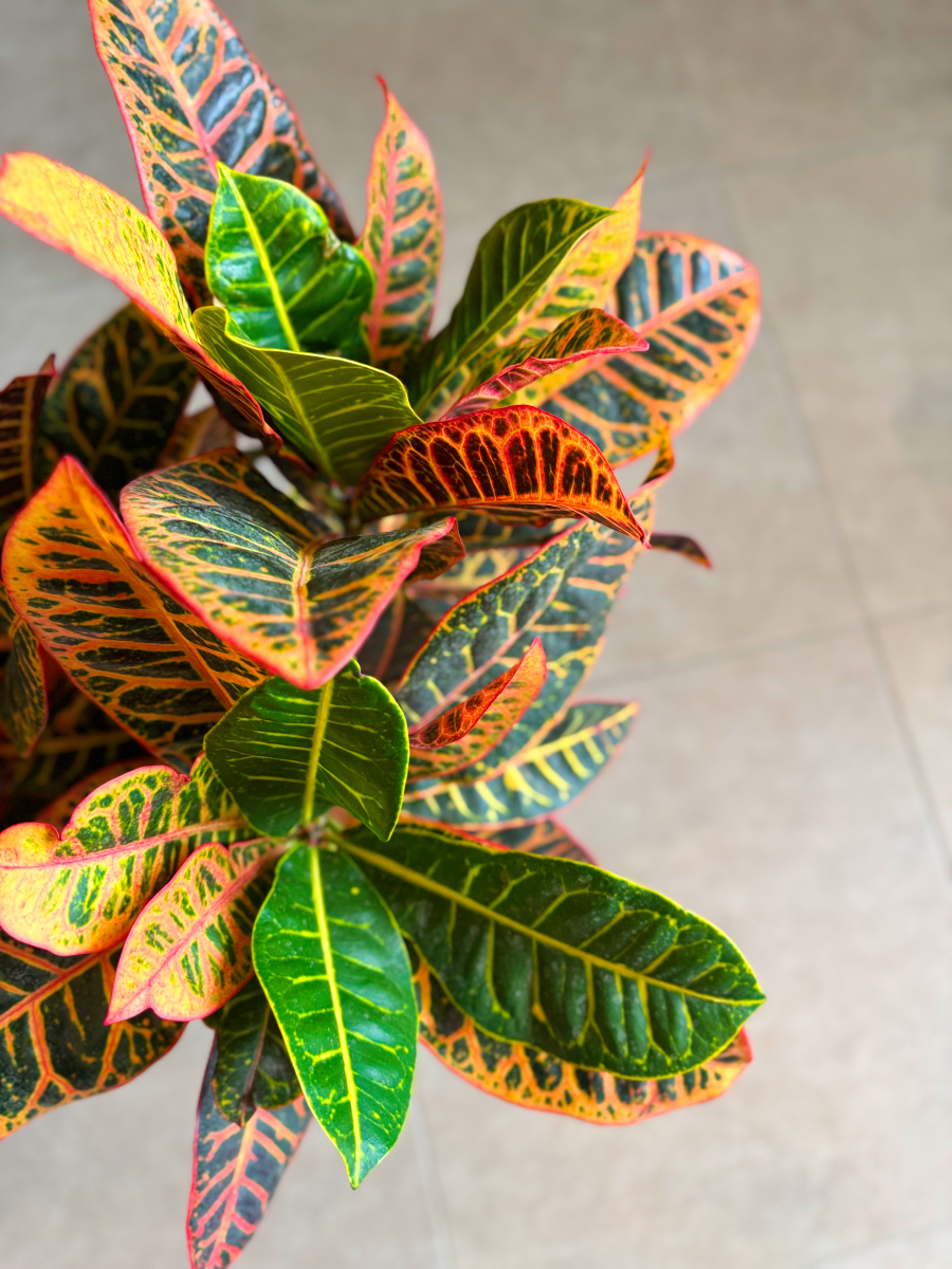 Κρότωνας – Codiaeum Variegatum - Image 3