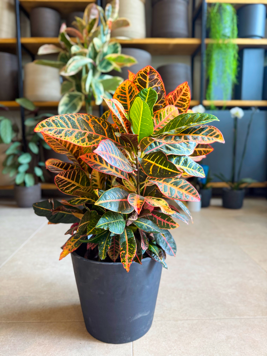 Κρότωνας – Codiaeum Variegatum