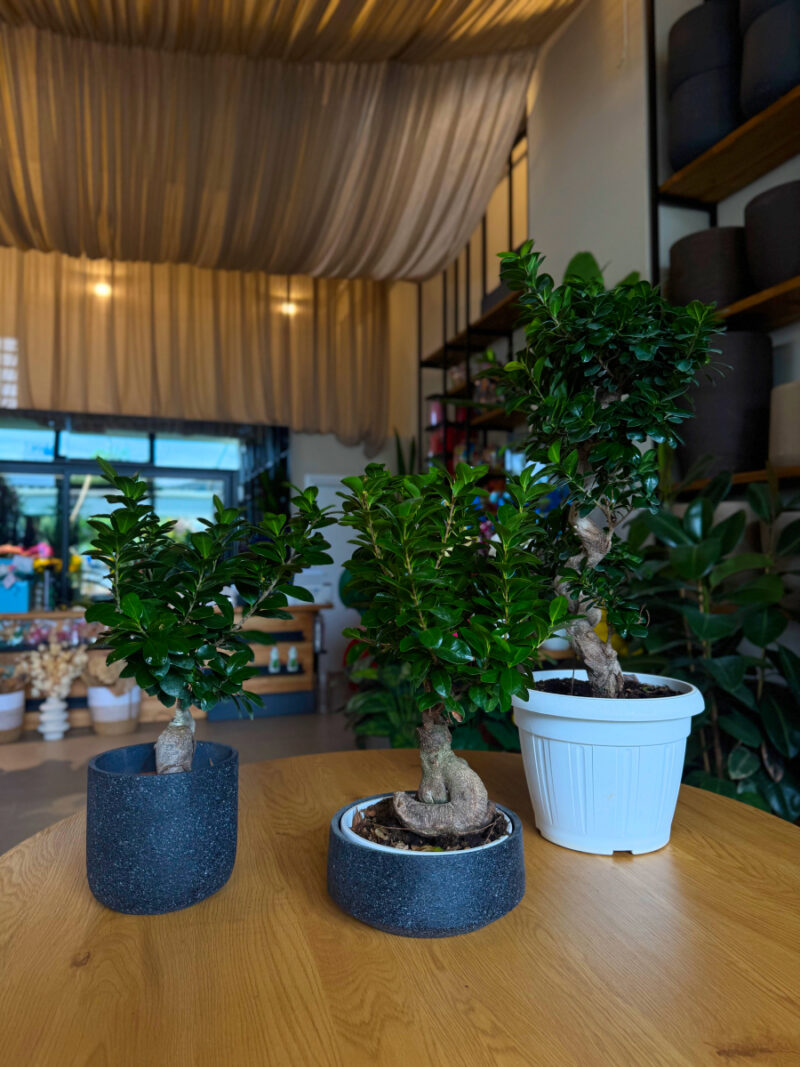 Φίκος Τζίνσενγκ Μπονσάι – Ficus Ginseng Bonsai “S” - Image 3