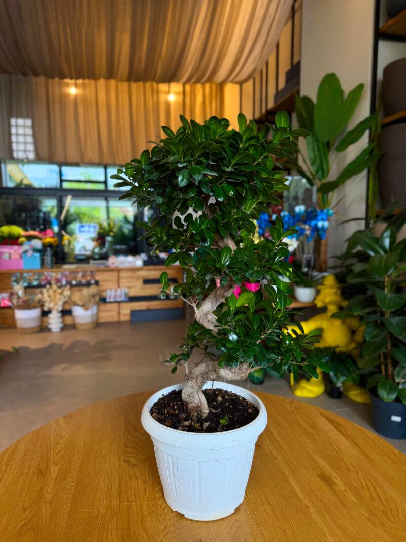 Φίκος Τζίνσενγκ Μπονσάι – Ficus Ginseng Bonsai “S” - Image 6
