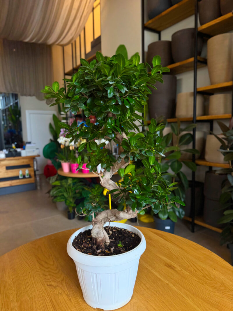 Φίκος Τζίνσενγκ Μπονσάι – Ficus Ginseng Bonsai “S” - Image 2