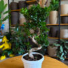 Φίκος Τζίνσενγκ Μπονσάι – Ficus Ginseng Bonsai “S”