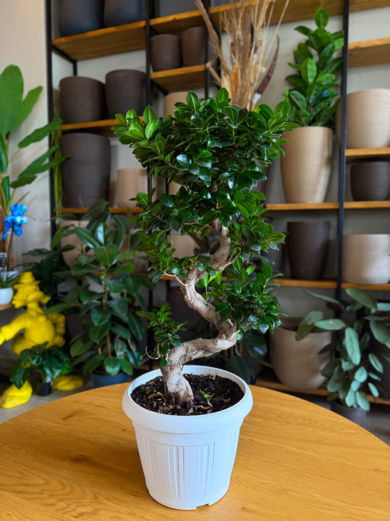 Φίκος Τζίνσενγκ Μπονσάι – Ficus Ginseng Bonsai “S”