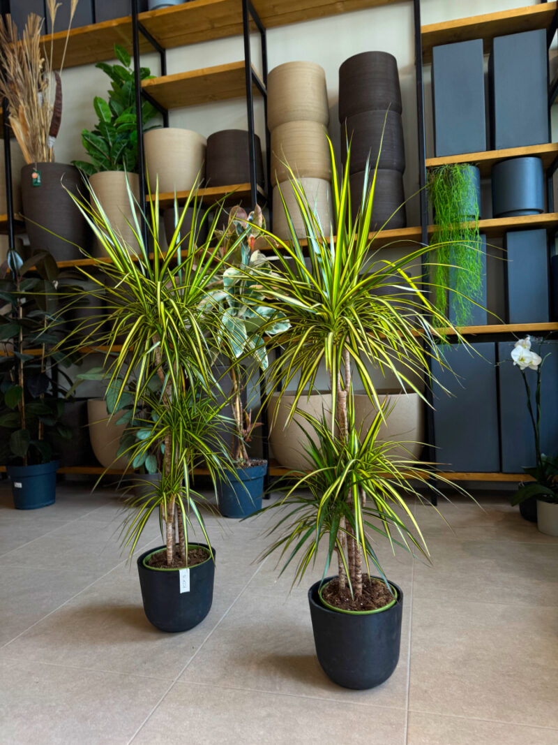 Δράκαινα Golden Dragon (Sunray) – Dracaena marginata “Golden Dragon” - Image 2