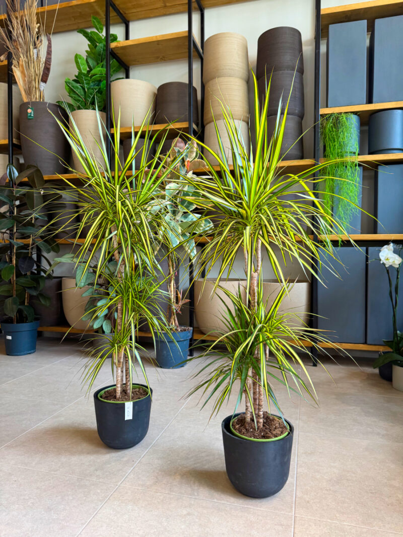 Δράκαινα Golden Dragon (Sunray) – Dracaena marginata “Golden Dragon” - Image 3