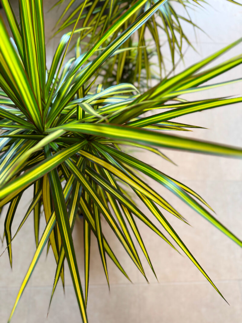 Δράκαινα Golden Dragon (Sunray) – Dracaena marginata “Golden Dragon” - Image 4