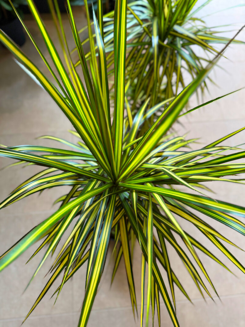 Δράκαινα Golden Dragon (Sunray) – Dracaena marginata “Golden Dragon” - Image 5
