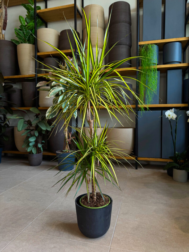 Δράκαινα Golden Dragon (Sunray) – Dracaena marginata “Golden Dragon” - Image 6