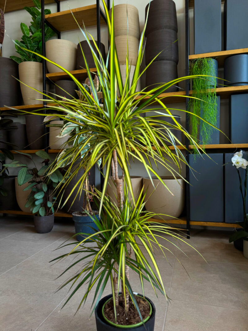 Δράκαινα Golden Dragon (Sunray) – Dracaena marginata “Golden Dragon” - Image 7
