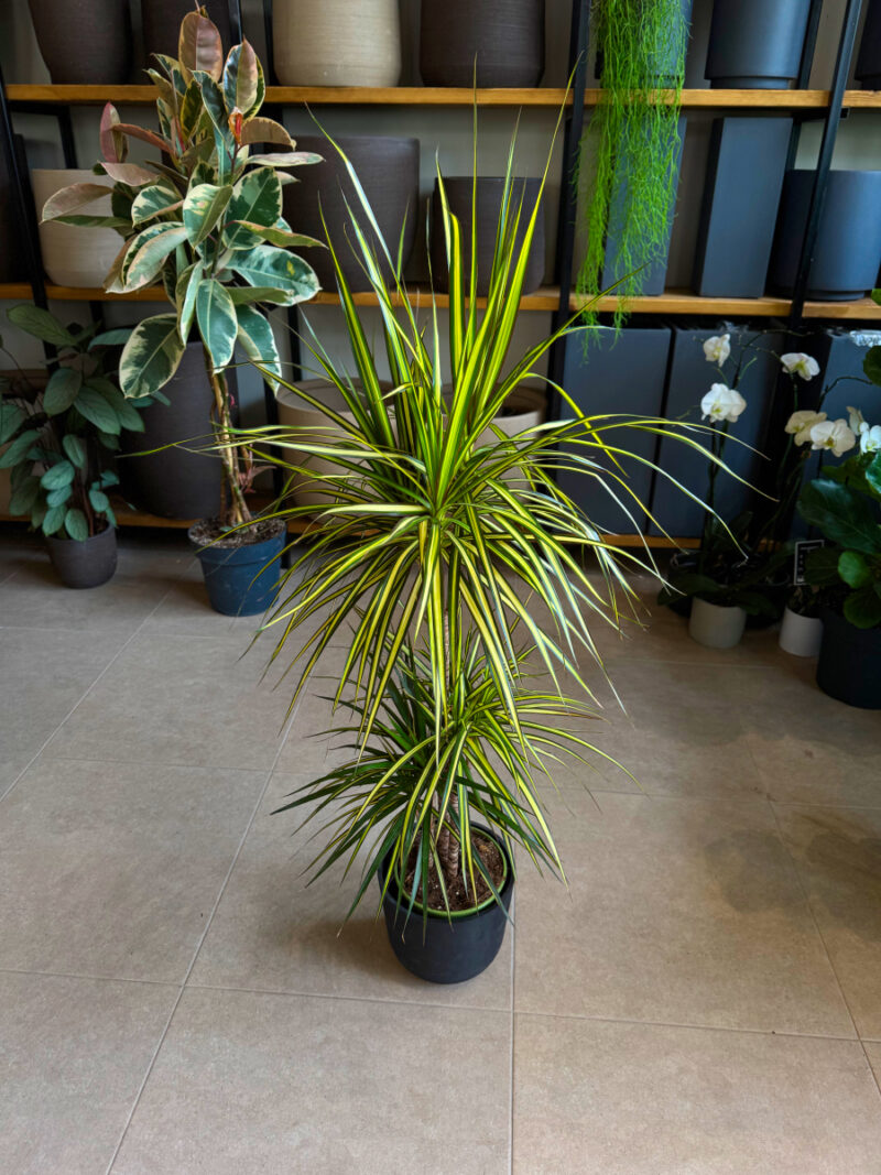Δράκαινα Golden Dragon (Sunray) – Dracaena marginata “Golden Dragon” - Image 8