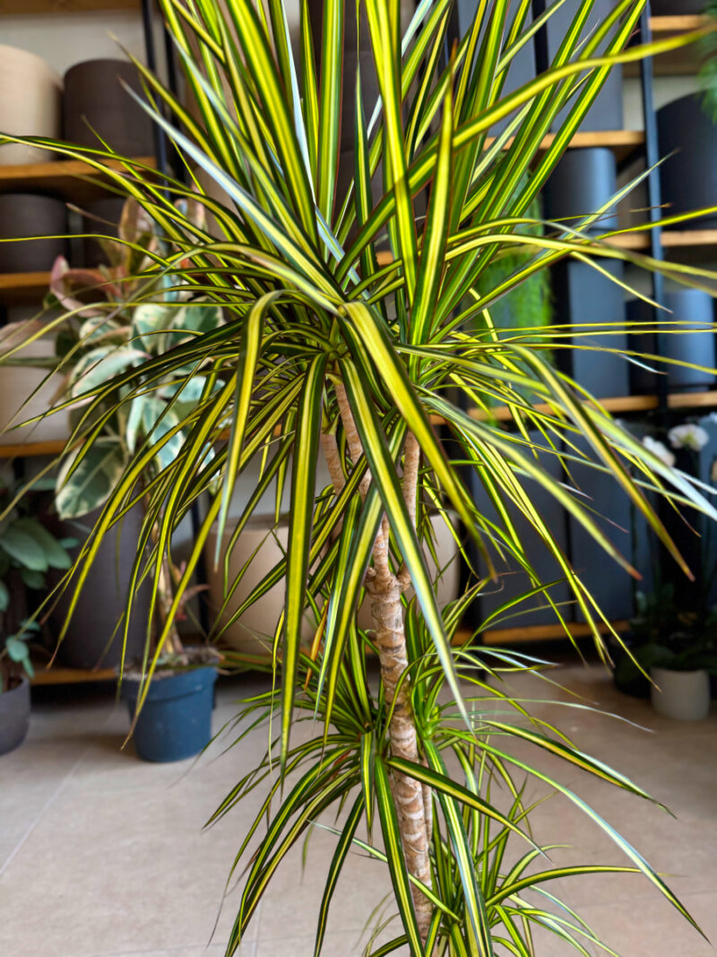 Δράκαινα Golden Dragon (Sunray) – Dracaena marginata “Golden Dragon” - Image 9