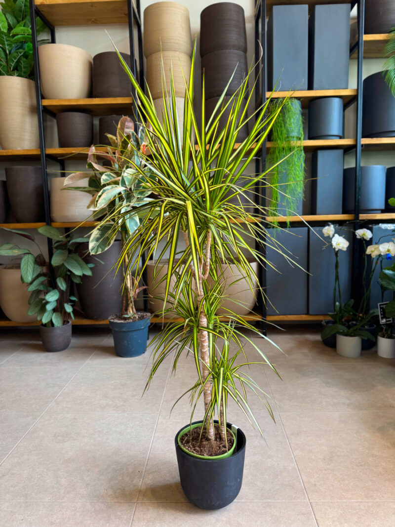 Δράκαινα Golden Dragon (Sunray) – Dracaena marginata “Golden Dragon” - Image 10