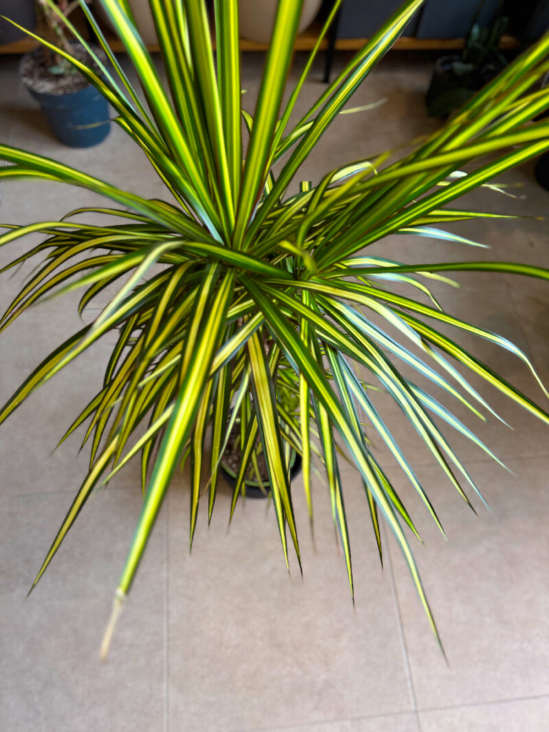 Δράκαινα Golden Dragon (Sunray) – Dracaena marginata “Golden Dragon” - Image 11