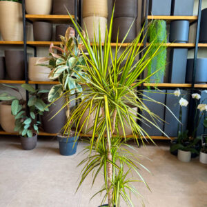 Δράκαινα Μαρτζινάτα – Dracaena Marginata