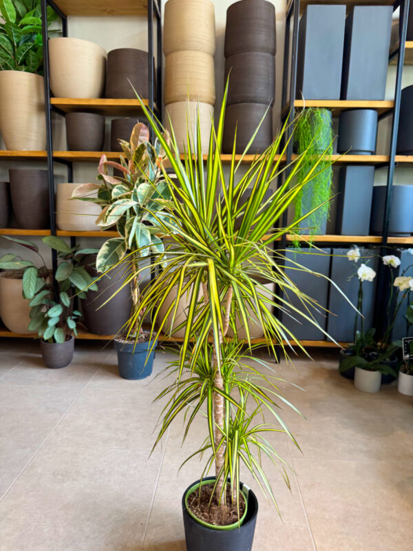 Η ονομασία <strong>Δράκαινα (Dracaena)</strong> προέρχεται από την ελληνική λέξη <em>δράκαινα</em>, που σημαίνει «θηλυκός δράκος». Το όνομα αυτό αποδόθηκε στο γένος λόγω του έντονου, εξωτικού παρουσιαστικού των φυτών,
αλλά και της ρητίνης που παράγουν ορισμένα είδη — μιας κόκκινης ουσίας γνωστής ως “αίμα του δράκου”.