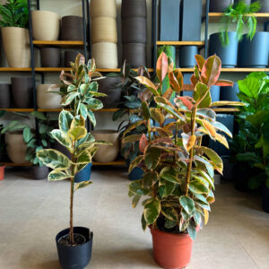 Φίκος Ελάστικα Ροζ - Ficus Elastica 'Ruby'