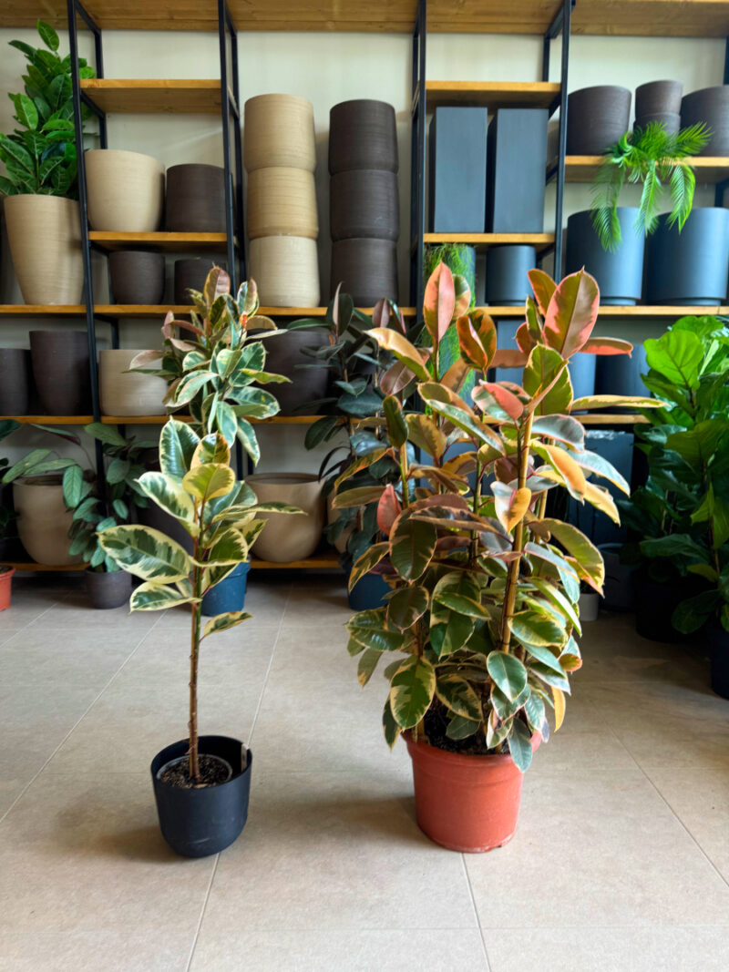 Φίκος Ελάστικα Ροζ - Ficus Elastica 'Ruby' 3 Φυτά - Image 4