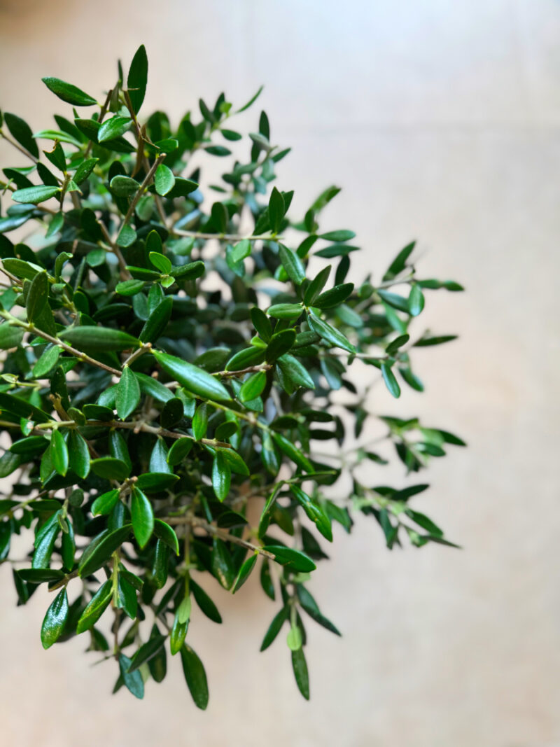 Ελιά – Olea Europaea - 3 Ρίζες-Φυτά - Image 2