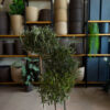 Ελιά – Olea Europaea - 3 Ρίζες-Φυτά