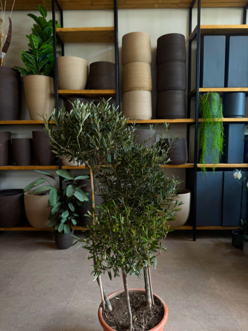 Ελιά – Olea Europaea - 3 Ρίζες-Φυτά