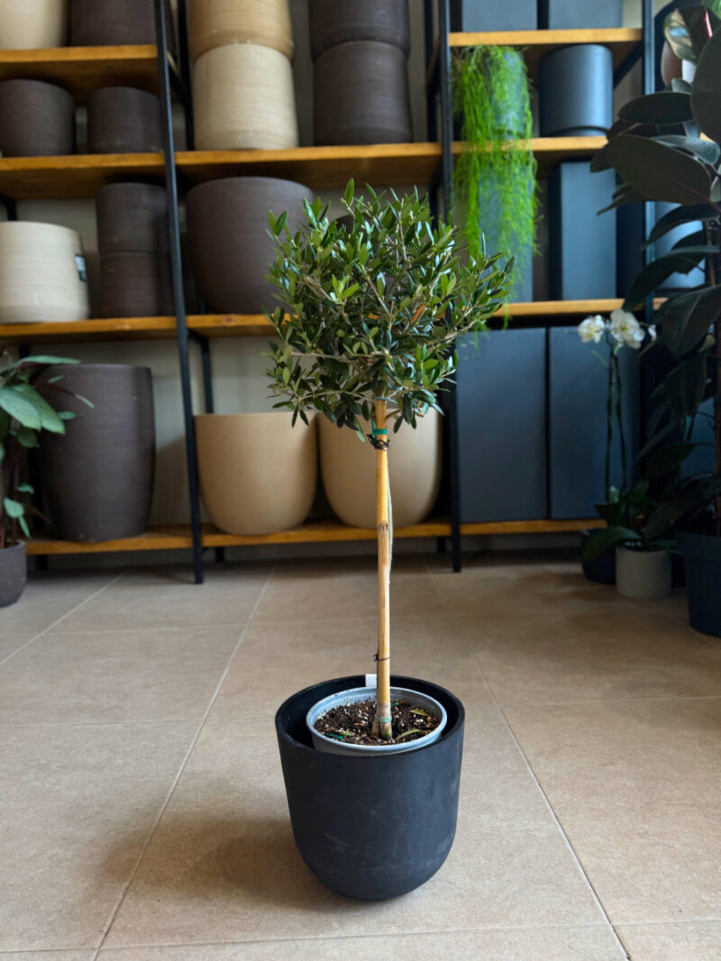 Ελιά – Olea Europaea - 3 Ρίζες-Φυτά - Image 3
