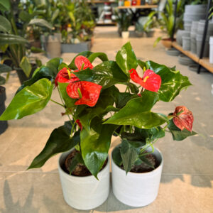 Alternative view of Ανθούριο - Anthurium