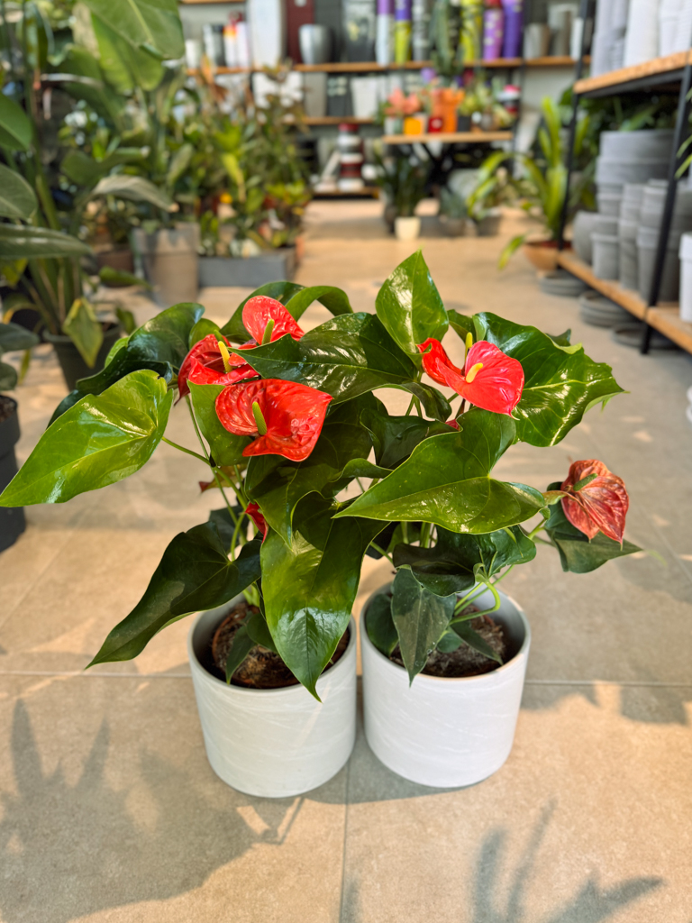 Ανθούριο - Anthurium - Image 2