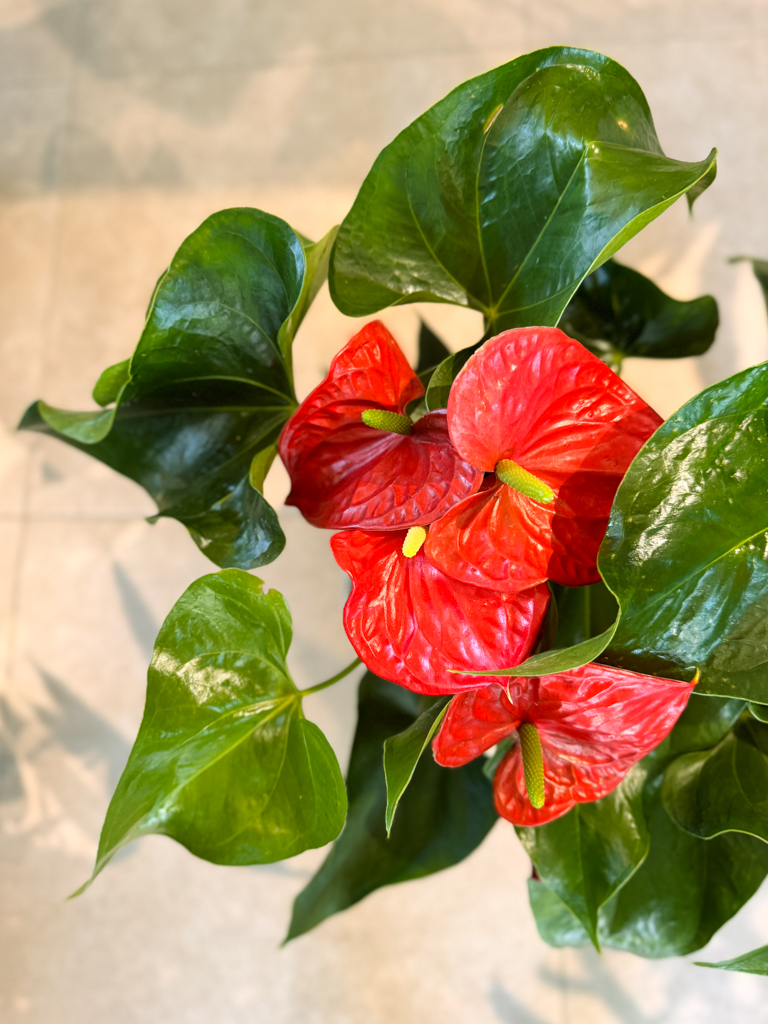 Ανθούριο - Anthurium - Image 3