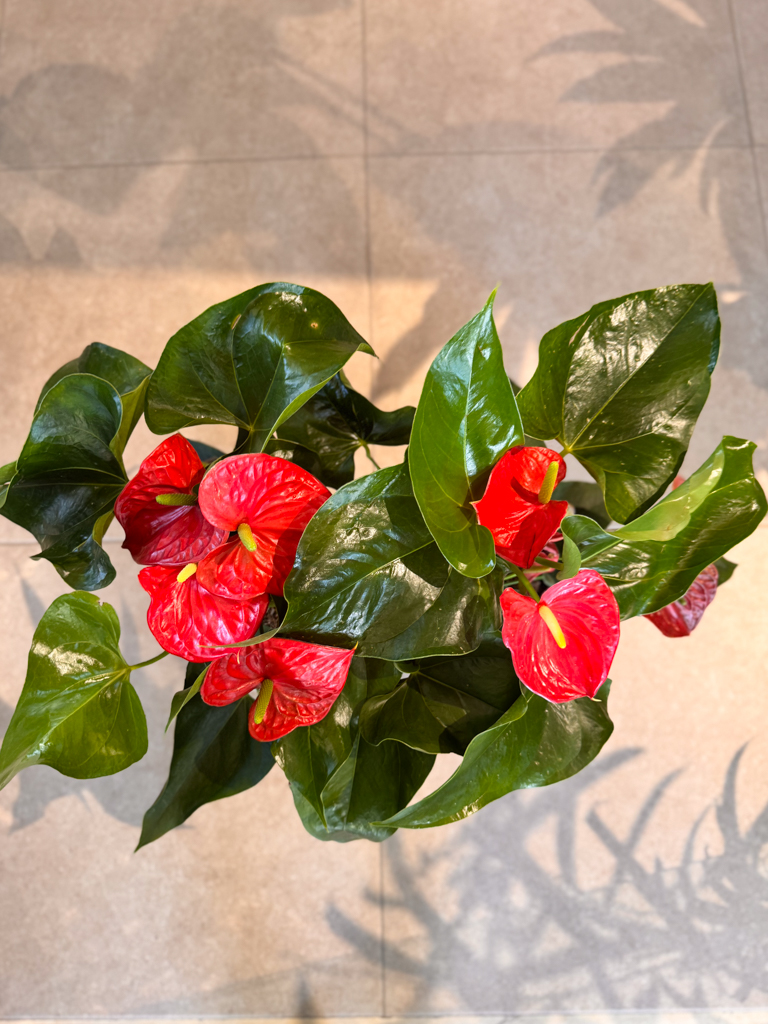 Ανθούριο - Anthurium - Image 4