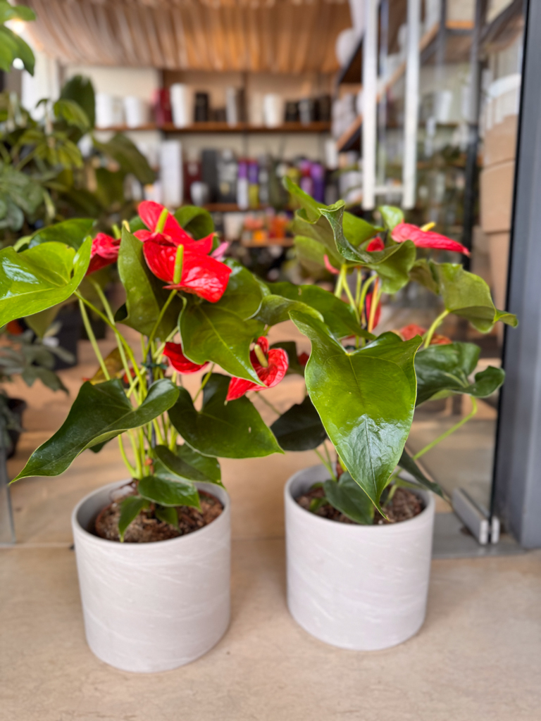 Ανθούριο - Anthurium - Image 5