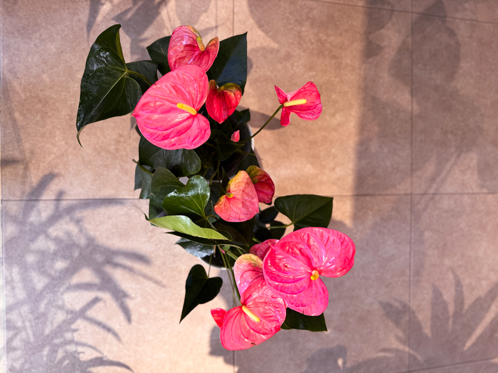 Ανθούριο - Anthurium - Image 7