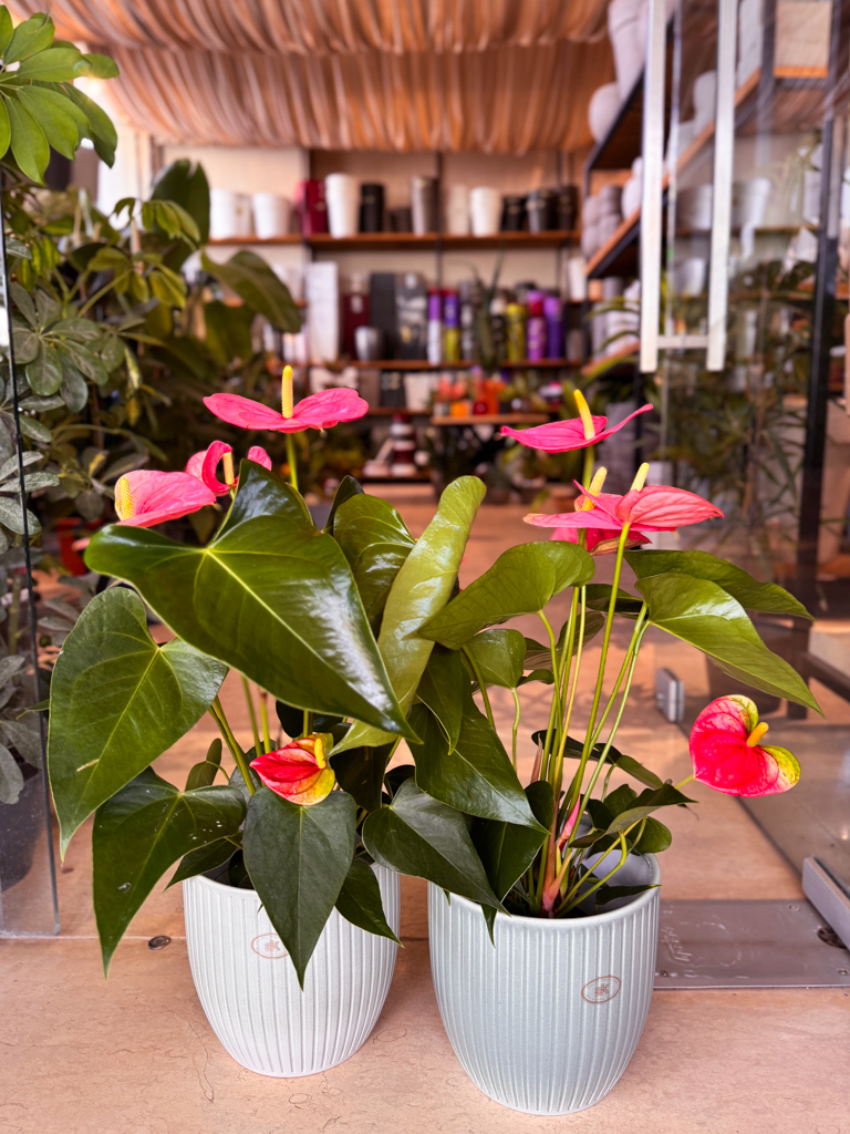 Ανθούριο - Anthurium - Image 8