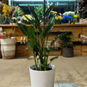 Στερλίτσια Ρεγγίνα 3 Ρίζες- Sterlitzia Reginae