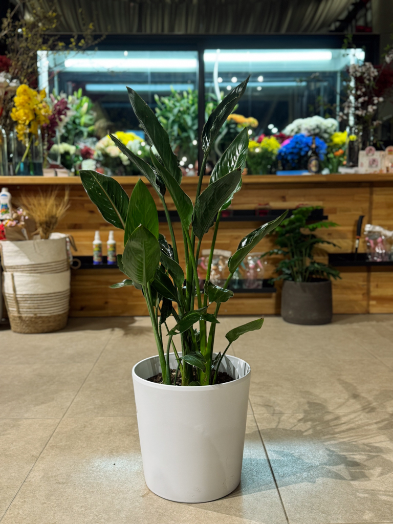 Στερλίτσια Ρεγγίνα 3 Ρίζες- Sterlitzia Reginae